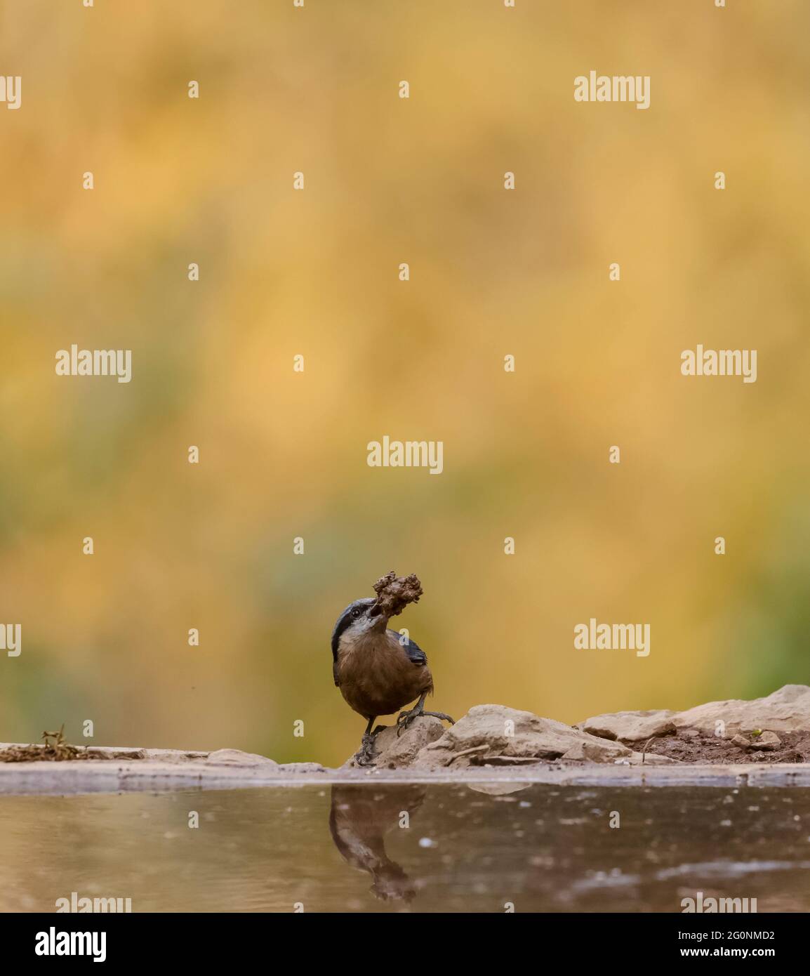 Kastanienbauchnatter (Sitta cinnamoventris) Vogel mit Futter auf Schnabel in der Nähe des Wasserkörpers im Wald. Stockfoto