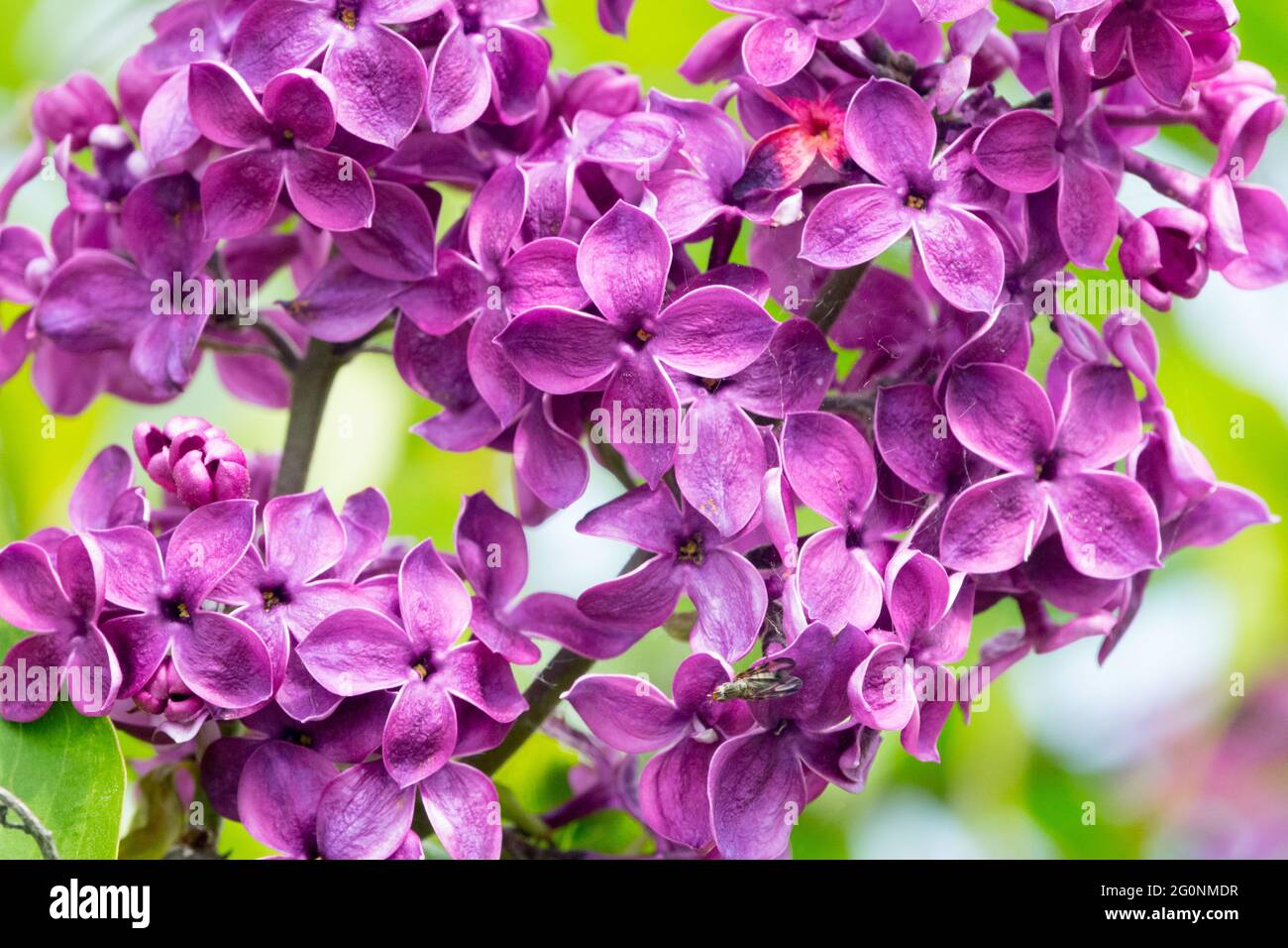 Nahaufnahme Syringa vulgaris Pasteur Blühende violette Blumen Flieder Blüten Blühende Mai Flieder Französisch Stockfoto