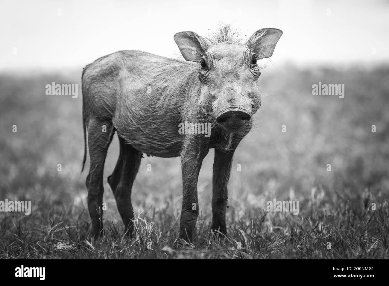 Ein neugieriges Baby Warthog, das die Kamera anschaut. Stockfoto