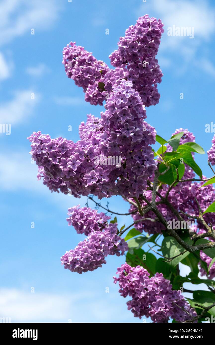 Lila lila lila Rispen gegen blauen Himmel blühende Syringa vulgaris Prodige Syringa Flieder Blumen Garten Stockfoto