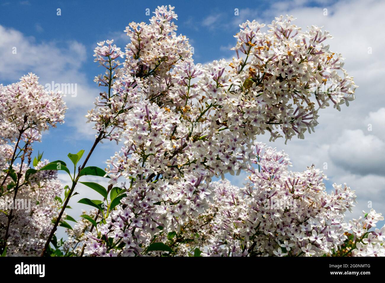 Syringa × chinensis Bicolor Stockfoto