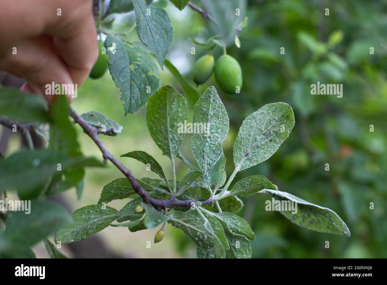 Der Gärtner hält einen Zweig eines Pflaumenbaums mit Blättern, die von Blattläusen gefressen werden. Kleine grüne Insekten ernähren sich vom Grün auf der Rückseite des Blattes. Stockfoto