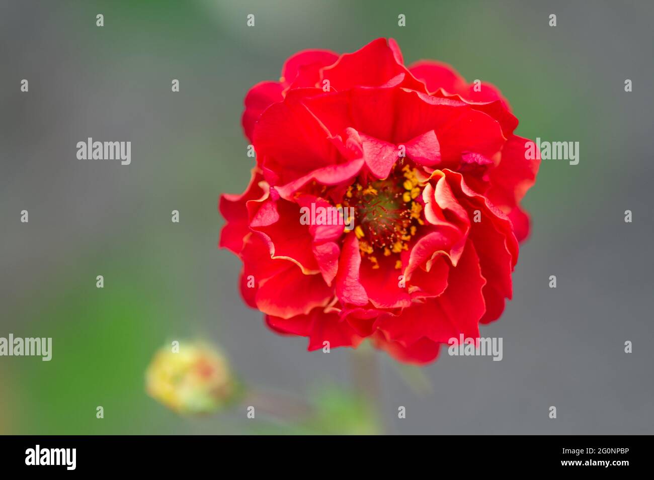Geum „flammender Sonnenuntergang“ im blühenden Sommer in Großbritannien Stockfoto