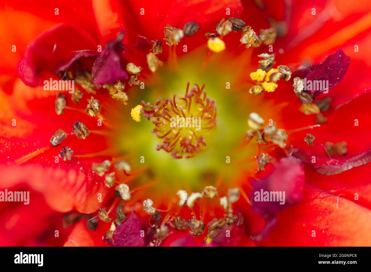 Makroaufnahme der glühenden Blume des Sonnenuntergangs von Geum im Sommer in Großbritannien Stockfoto