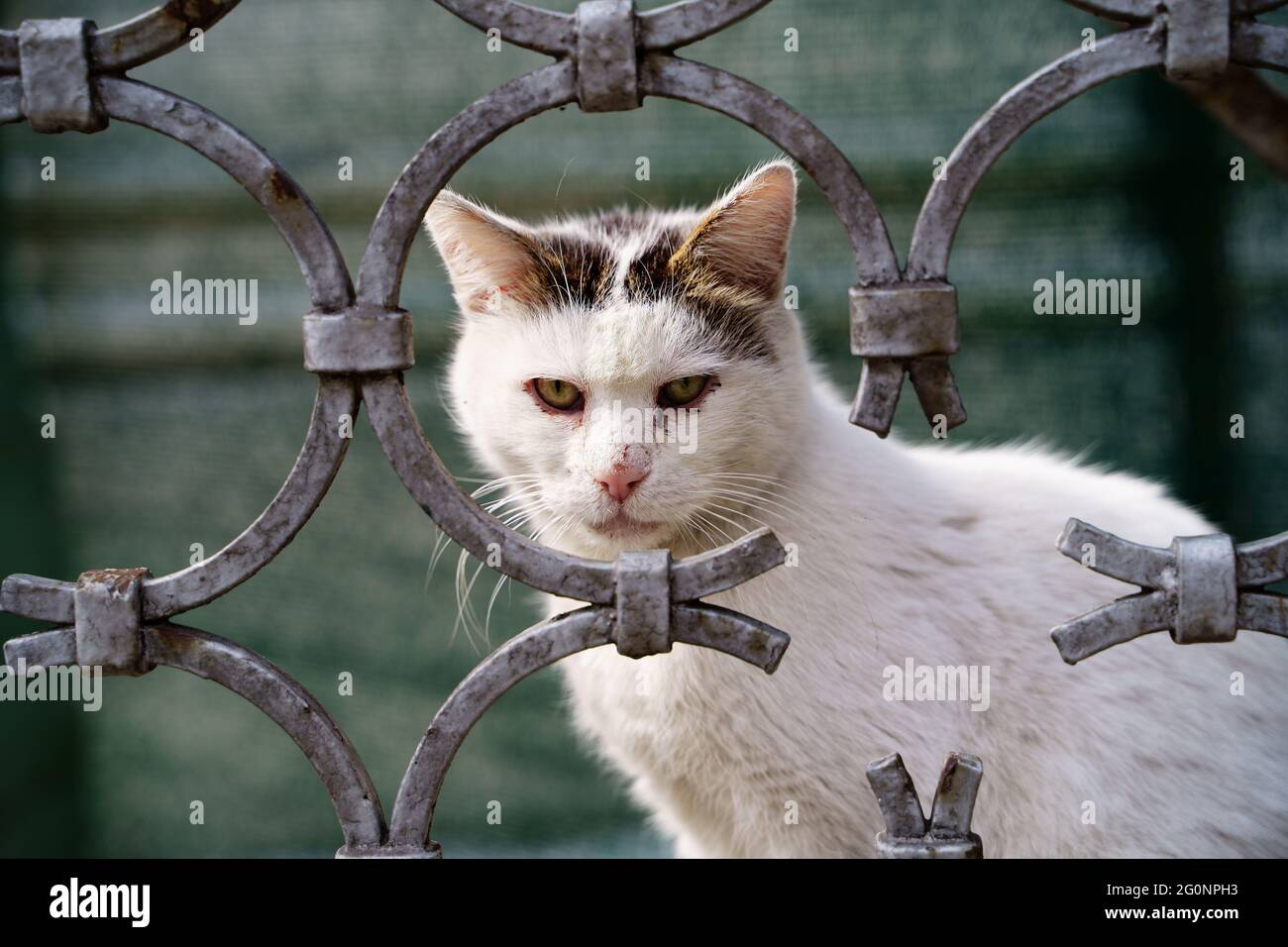 Wilde Katze Stockfoto