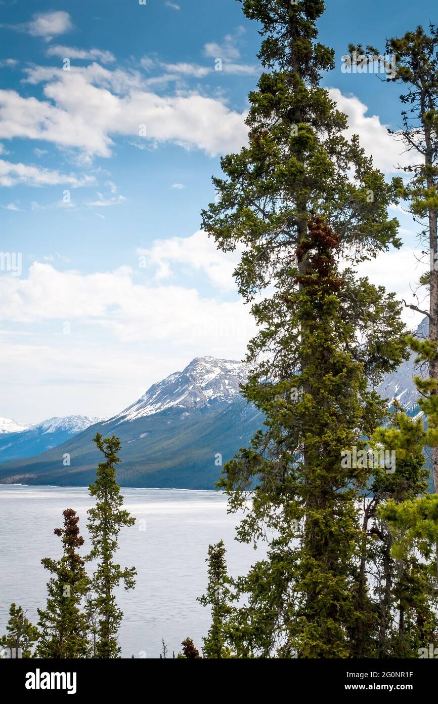 Immergrüne Bäume und schneebedeckte Berge rund um den Tagish Lake in Yukon, Kanada Stockfoto