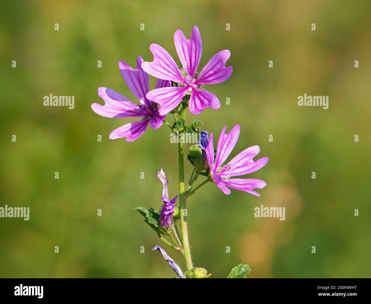Gemeine Malve blüht mit rosa Blüten, Malva sylvestris Stockfoto
