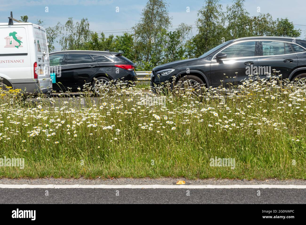 Straßenrand mit wachsenden Wildblumen, Großbritannien, im Juni oder Sommer. Umweltfreundliches Konzept. Nicht gemäht. Stockfoto