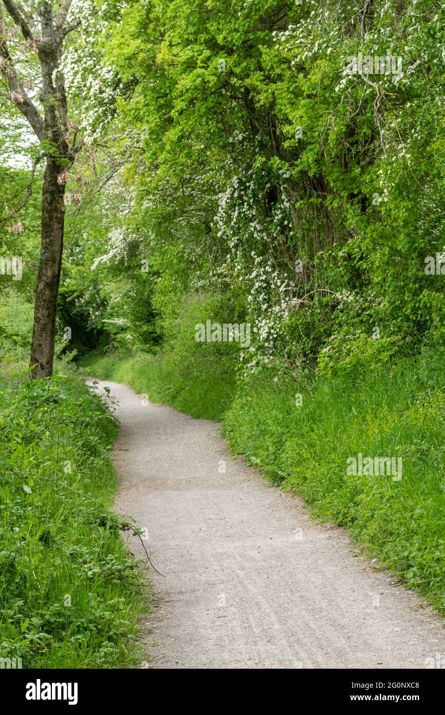 Der Meon Valley Trail, ein Wander- und Radweg entlang einer alten Eisenbahnlinie, in der Nähe von West Meon in Hampshire, England, Großbritannien, im Juni oder Sommer. Stockfoto