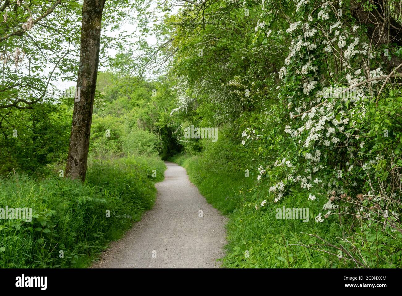 Der Meon Valley Trail, ein Wander- und Radweg entlang einer alten Eisenbahnlinie, in der Nähe von West Meon in Hampshire, England, Großbritannien, im Juni oder Sommer. Stockfoto
