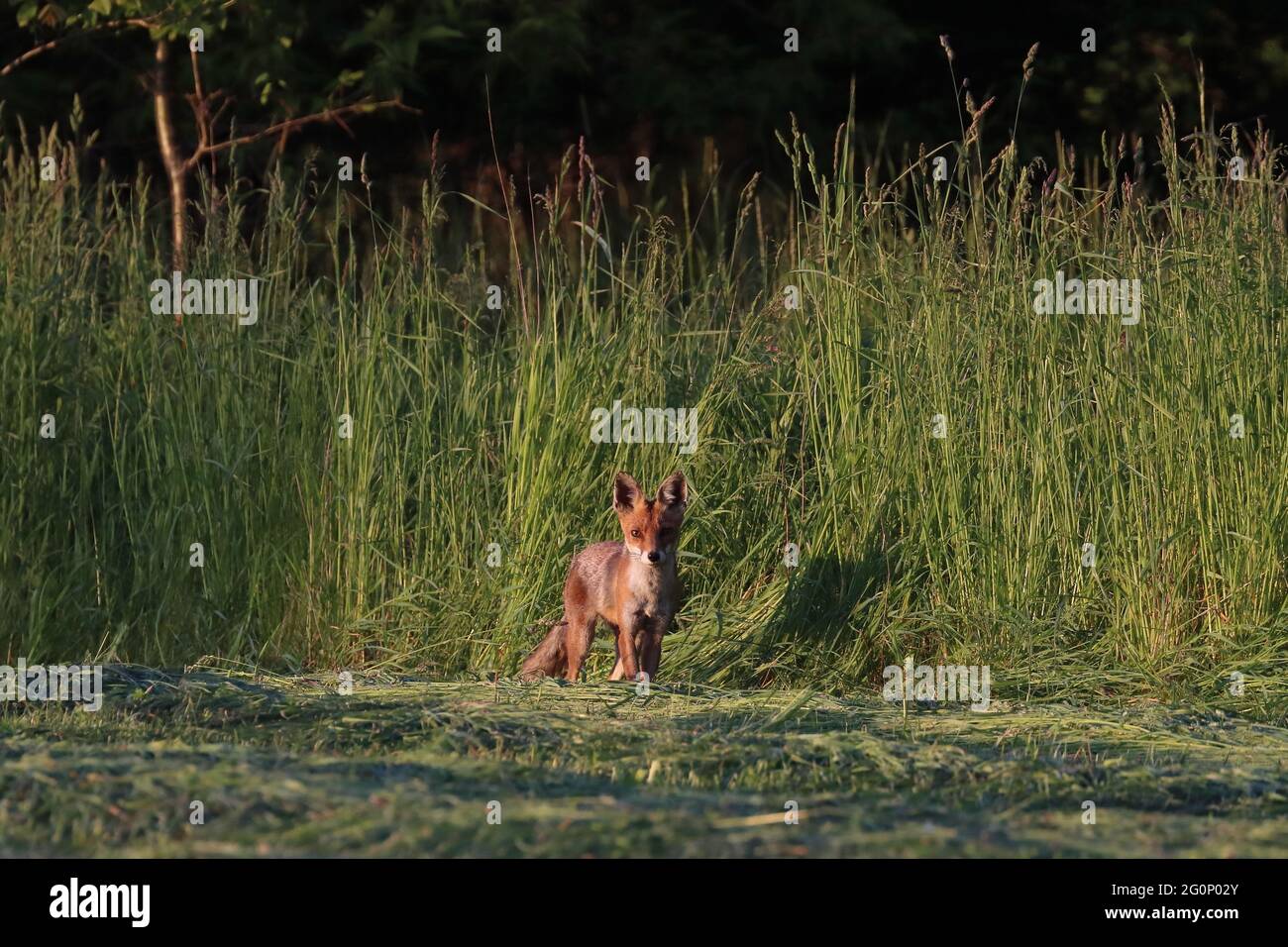 Fuchs Stockfoto