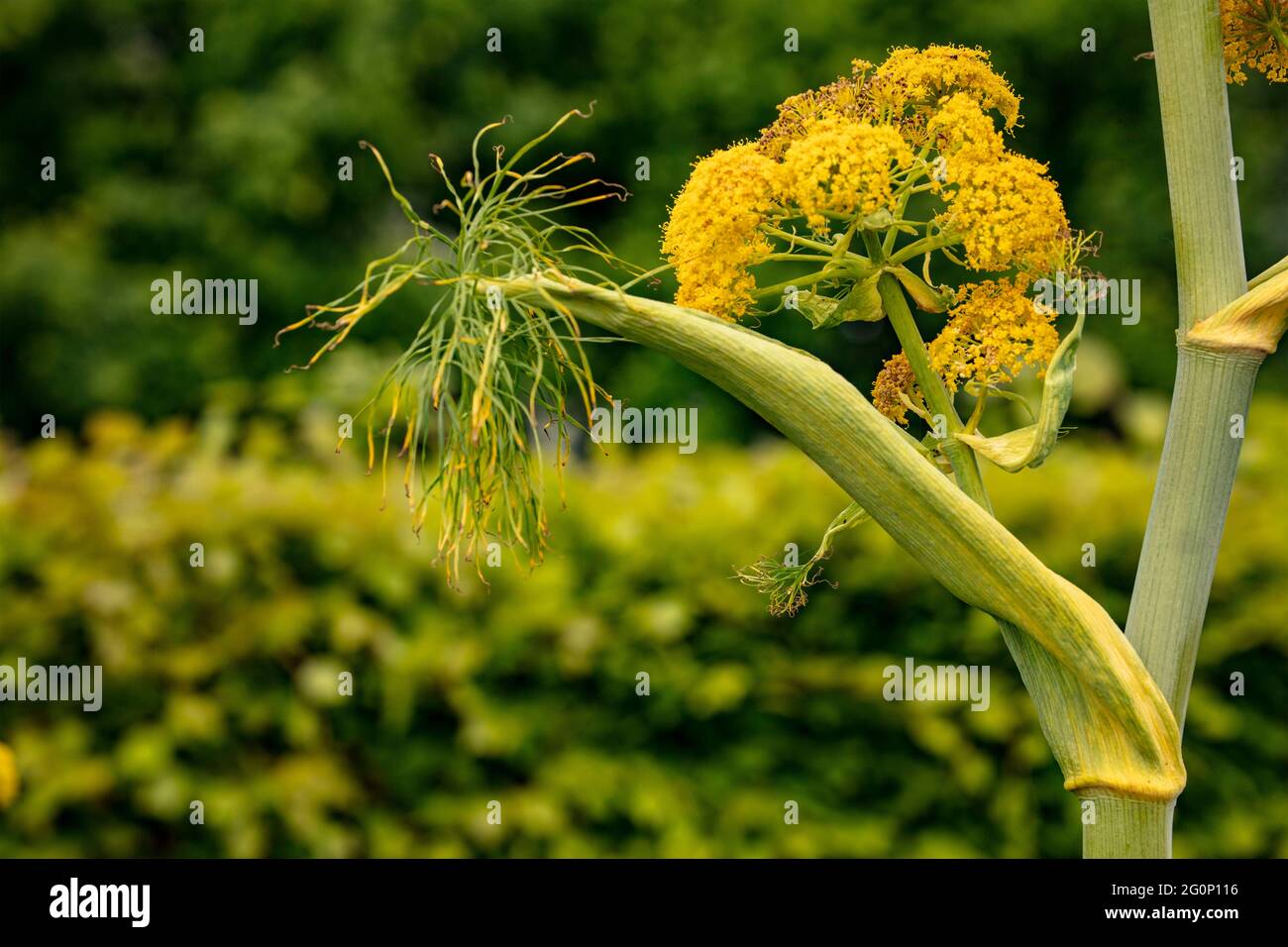 Ferula communis, riesiger Fenchel Stockfoto