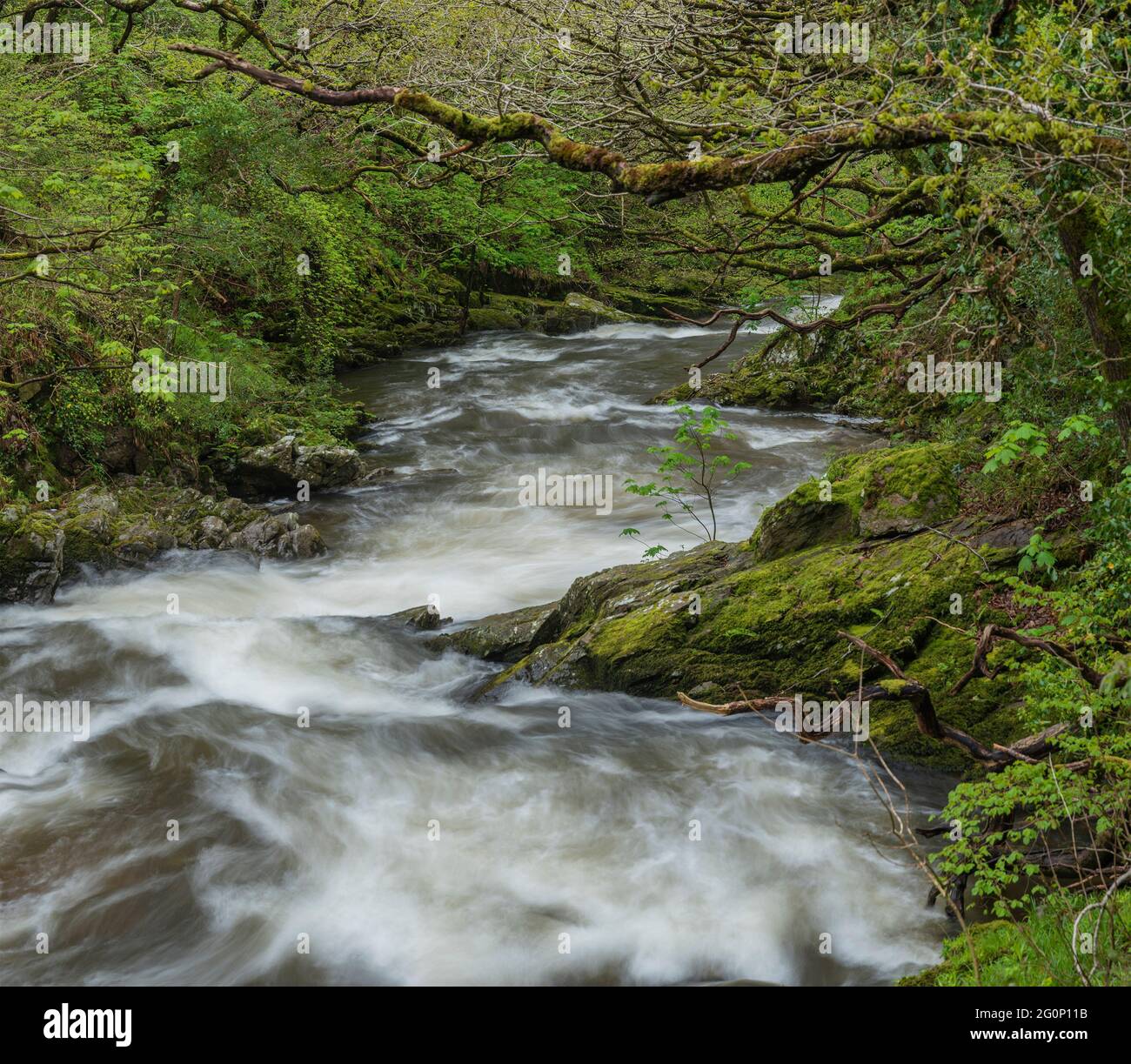 Schönes Frühlingsbild von Watrersmeet in Devon England, wo zwei Flüsse zusammenfließen, um einen großen mächtigen Fluss zu bilden Stockfoto