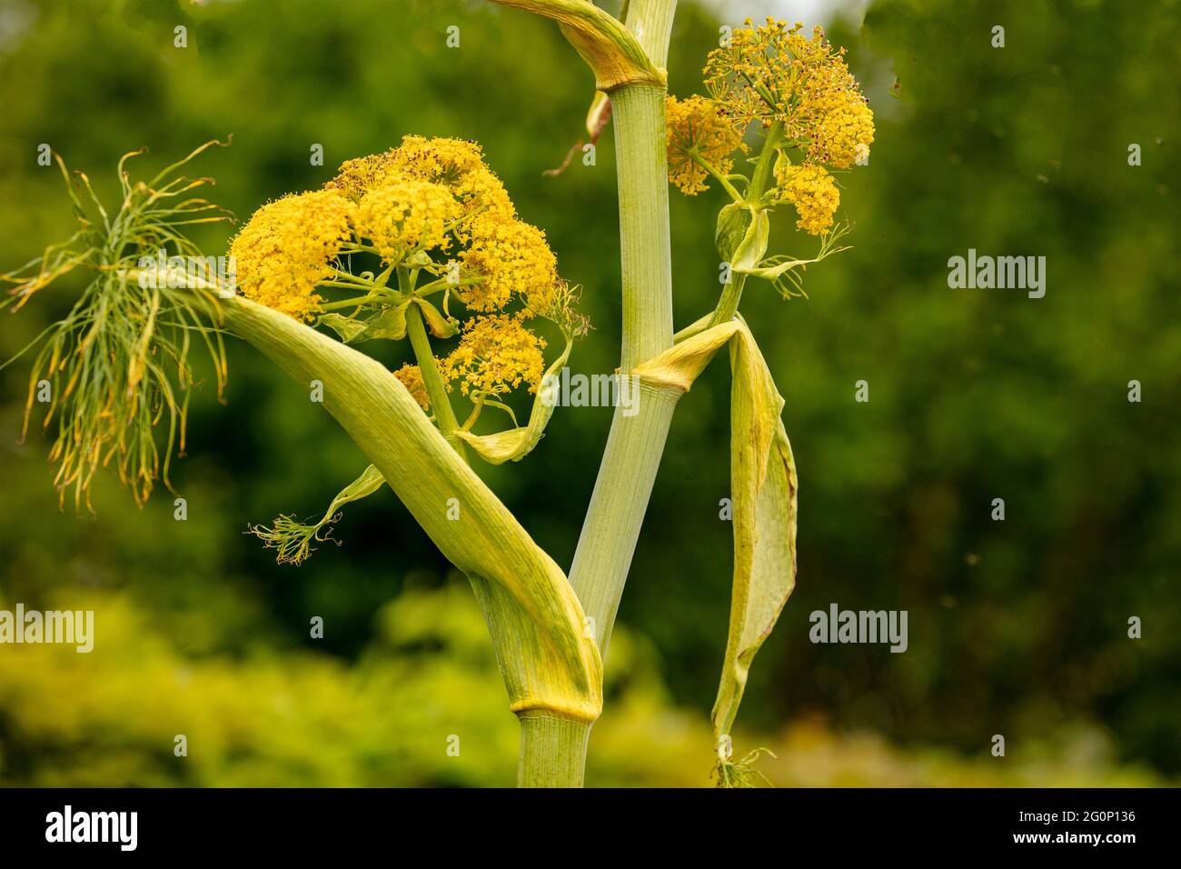 Ferula communis, riesiger Fenchel Stockfoto