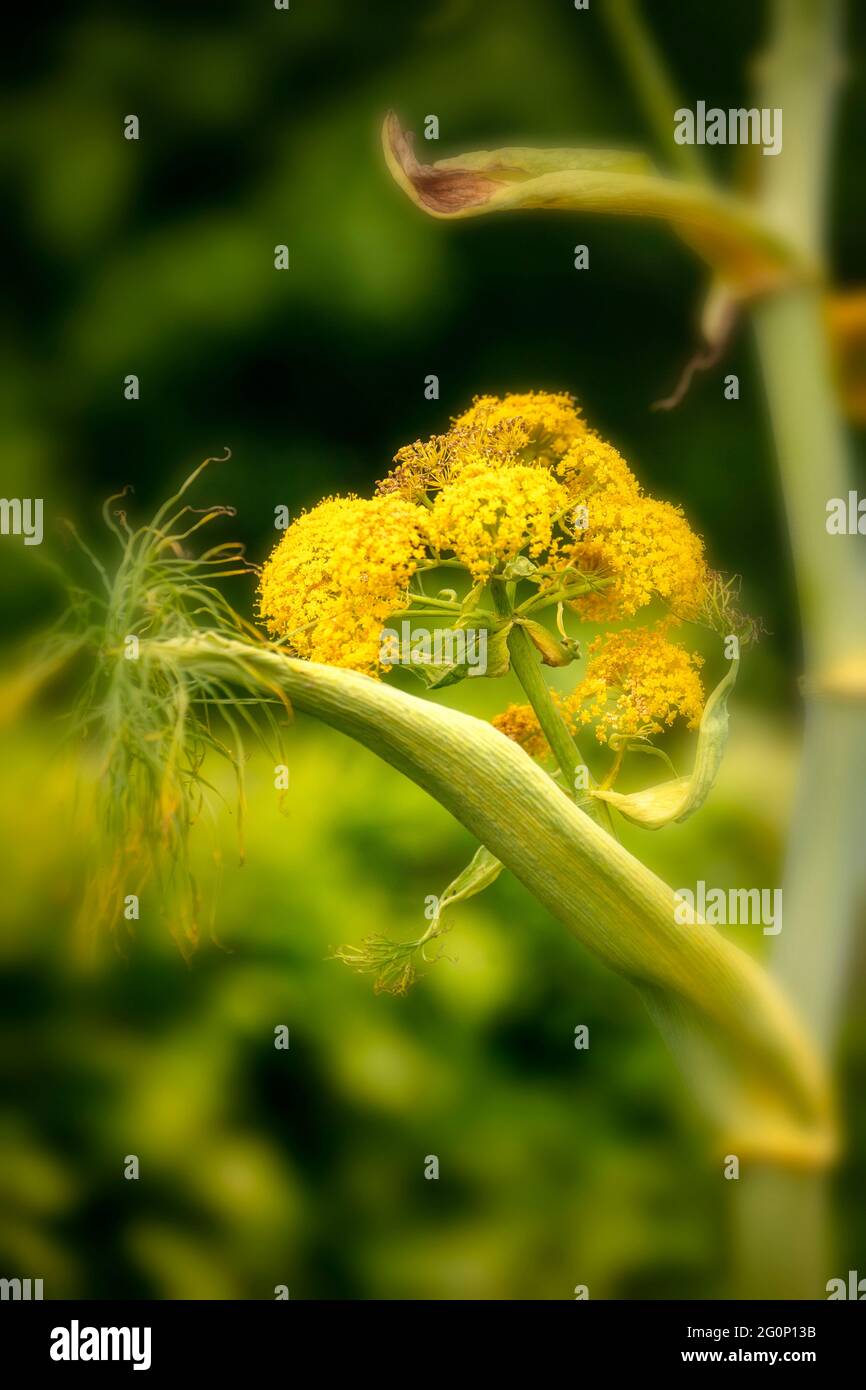 Ferula communis, riesiger Fenchel Stockfoto