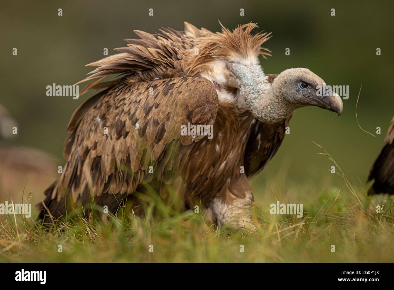 Griffon Vulture (Gyps fulvus) Portrait, Kastilien und Leon, Spanien. Stockfoto