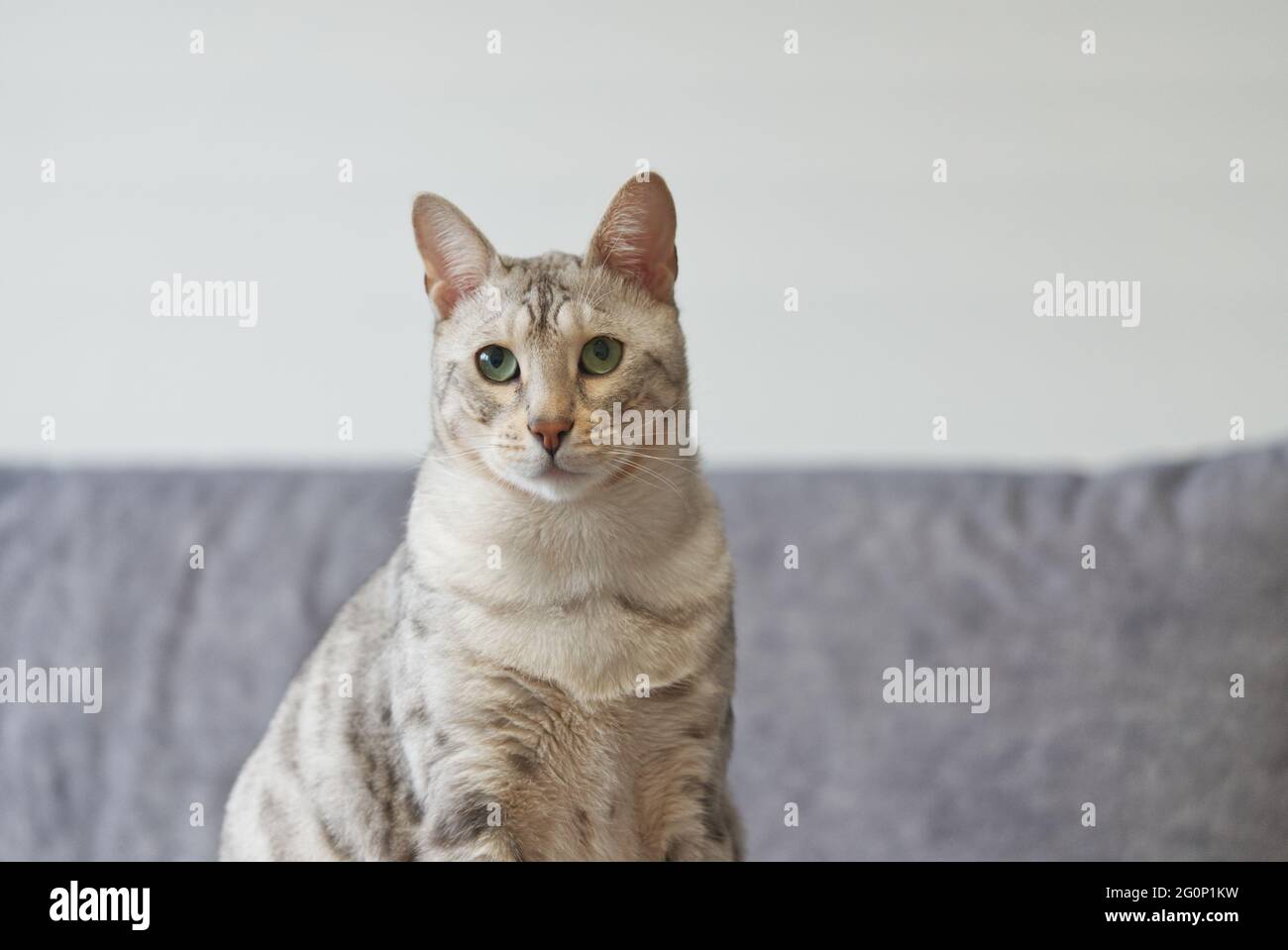 Porträt einer silbernen gefleckten Bengal Katze, grüne Augen Katze Vorderansicht Stockfoto