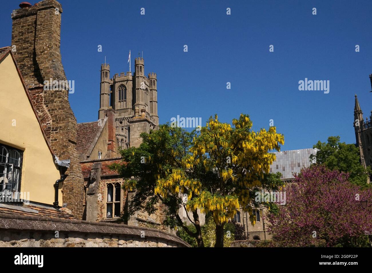 Golden Chain Tree, Laburnum anagyroides, Ely Cathedral, Ely, Cambridgeshire, VEREINIGTES KÖNIGREICH Stockfoto