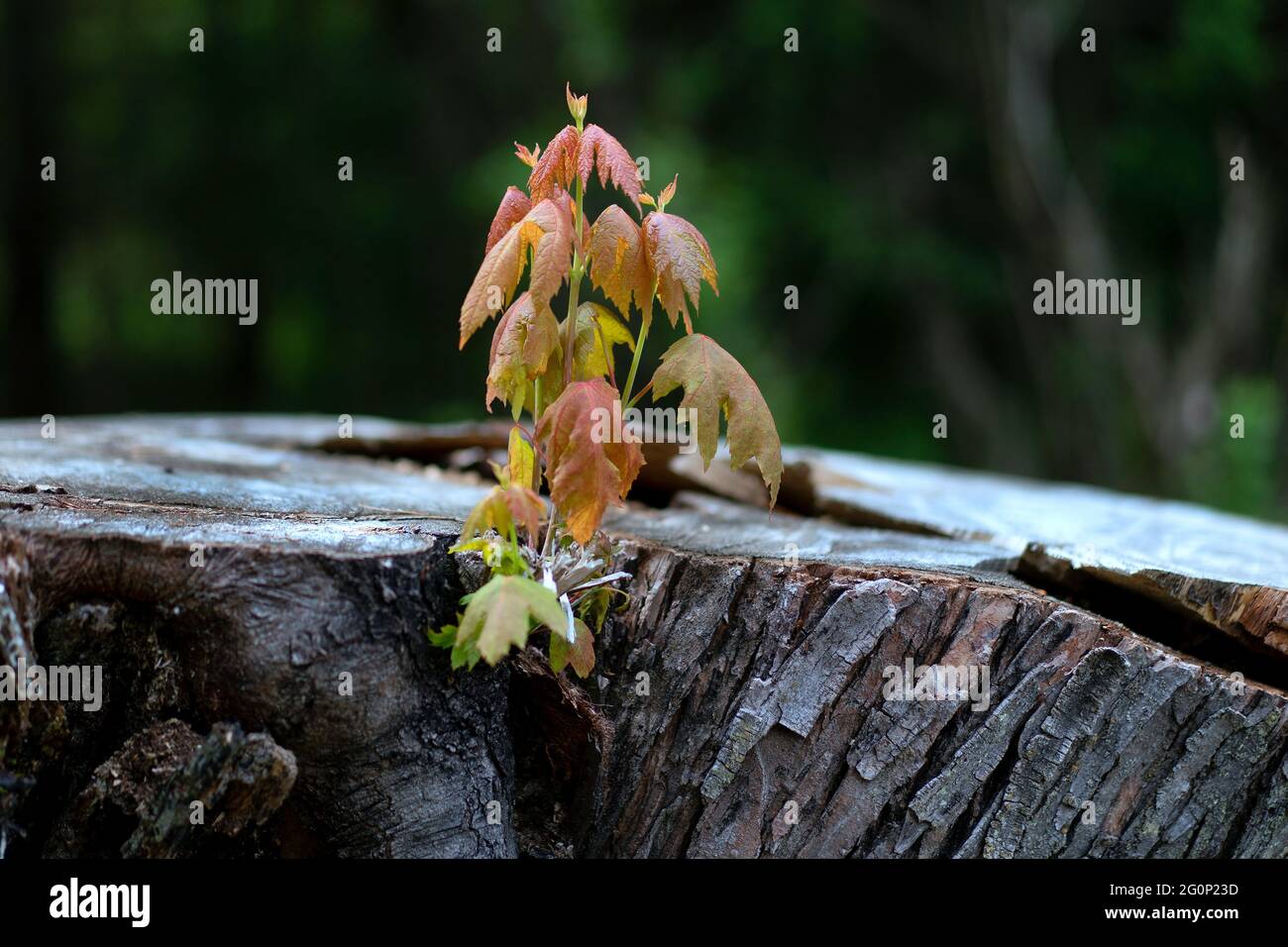 Neues Wachstum vom toten Ahornbaum im Waushara County, Wisconsin fotografiert am Sonntag, 30. Mai 2021. Stockfoto
