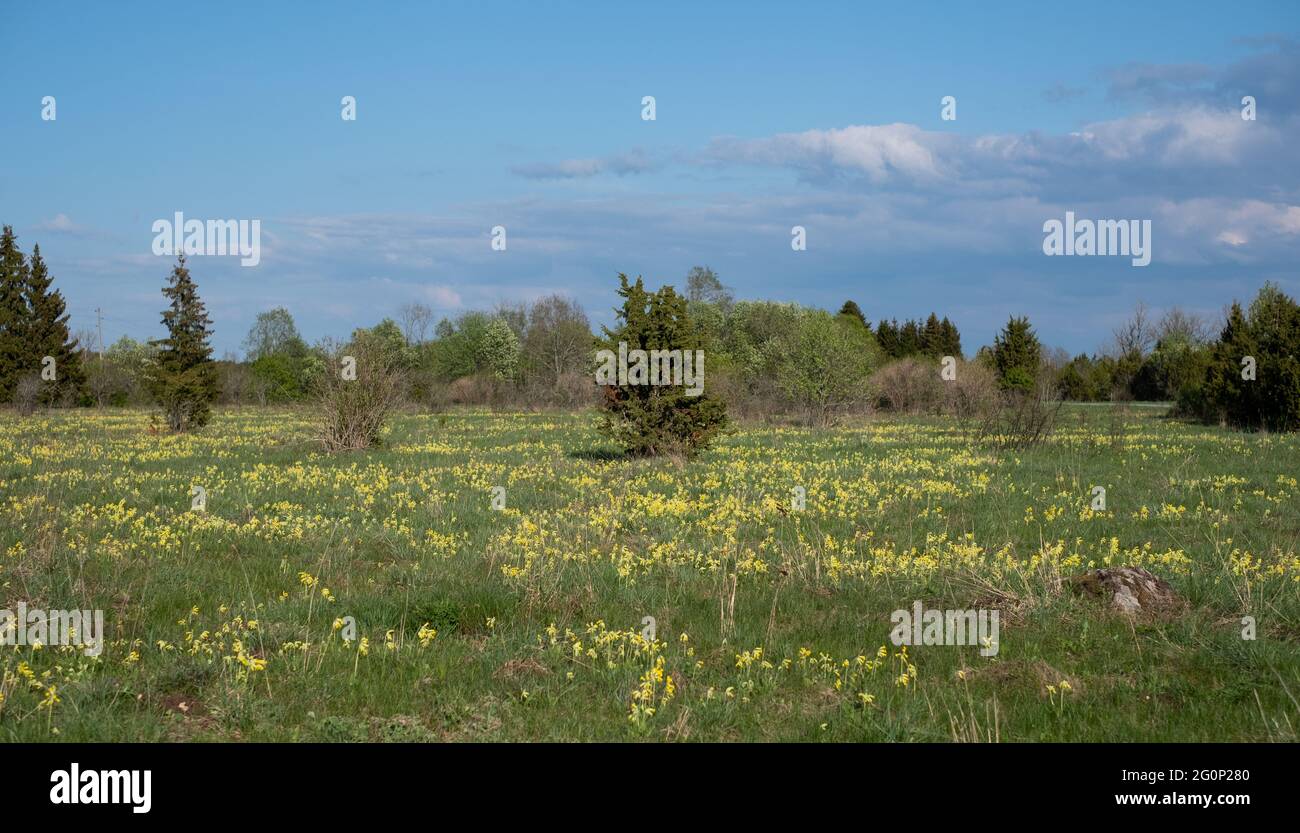 Kuhslip blüht im Frühling auf einer Wiese. Stockfoto