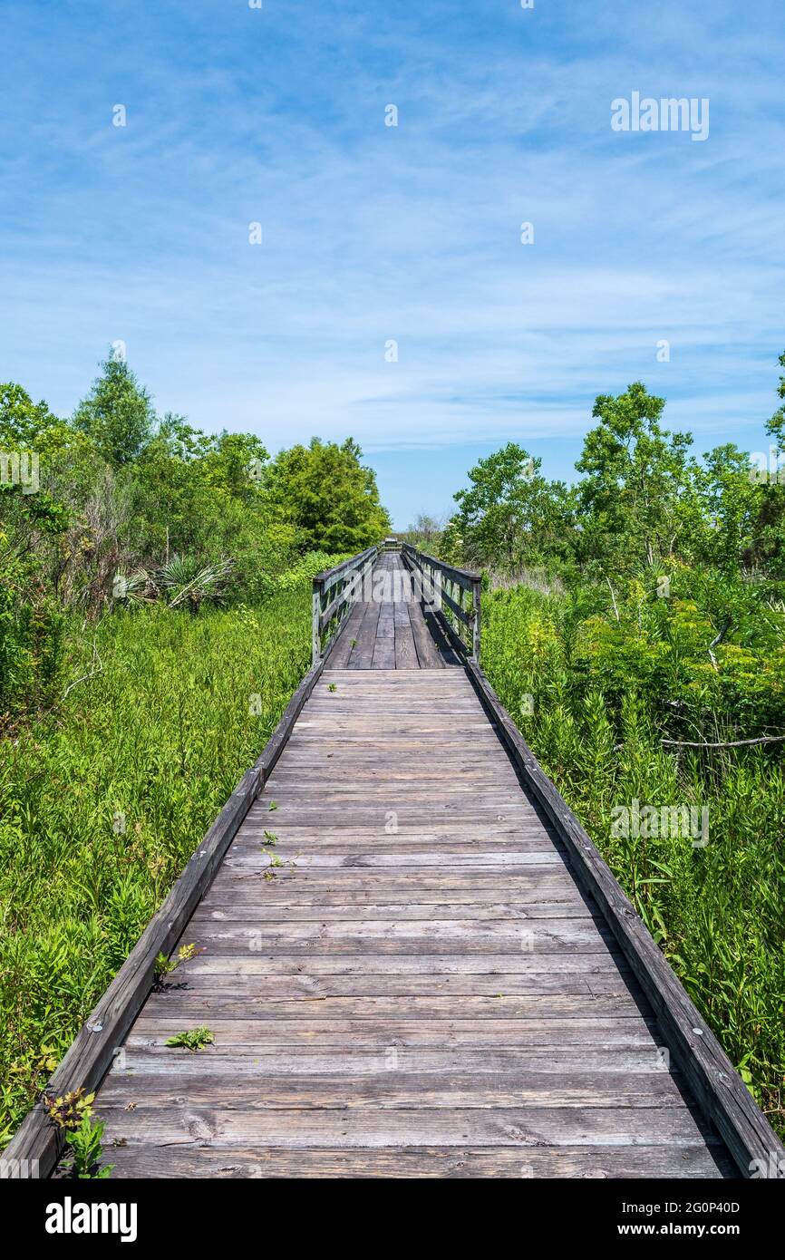 Bayou Sauvage National Wildlife Refuge, eines der wenigen verbleibenden Sumpfgebiete in der Nähe von Lake Pontchartrain und Lake Borgne, Orleans Parish, Louisiana, USA. Stockfoto