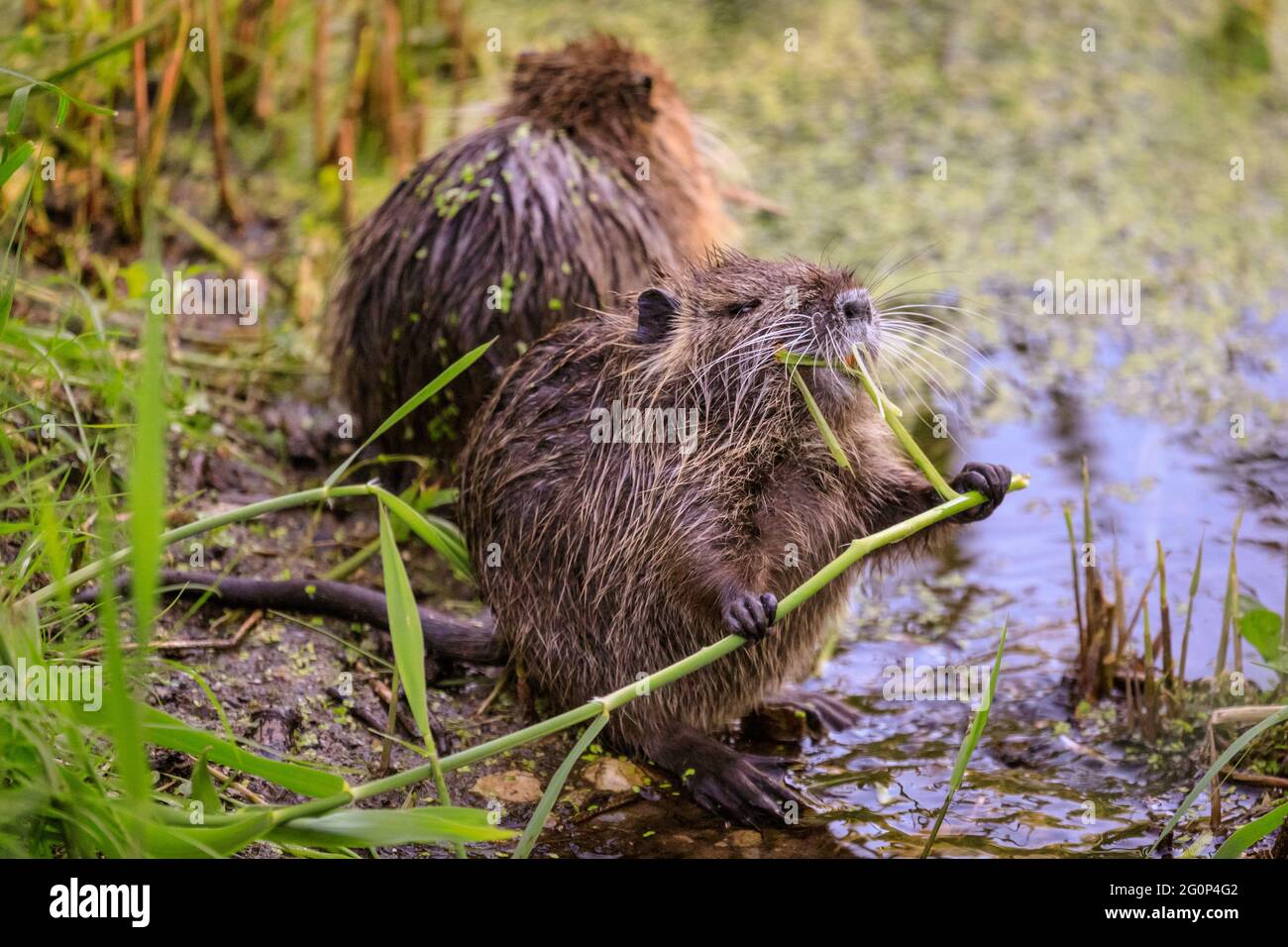 Münster, Deutschland. Juni 2021. Die Jungtiere knabbern am Teich auf teilweise seltenen Wasserpflanzen. Zwei Coypu-Babys, jetzt etwa 6 Wochen alt (auch Nutria- oder Biberratten, Myocastor Coypus) spielen und scheinen das ungewöhnlich warme Wetter zu genießen. Die wilden Tiere erschienen, als eine Mutter ihre Babys zum Teich des Botanischen Gartens Münster brachte, zur Freude der Besucher, aber zur Bestürzung der Mitarbeiter und Gärtner, die sich darüber beschweren, dass die Tiere, Wer nicht bewegt werden kann, knabert sich durch einige der 8,000 Pflanzen-, Gemüse- und Kräuterarten des Gartens, einige davon selten. Kredit: Imageplotter/Alamy Live Nachrichten Stockfoto