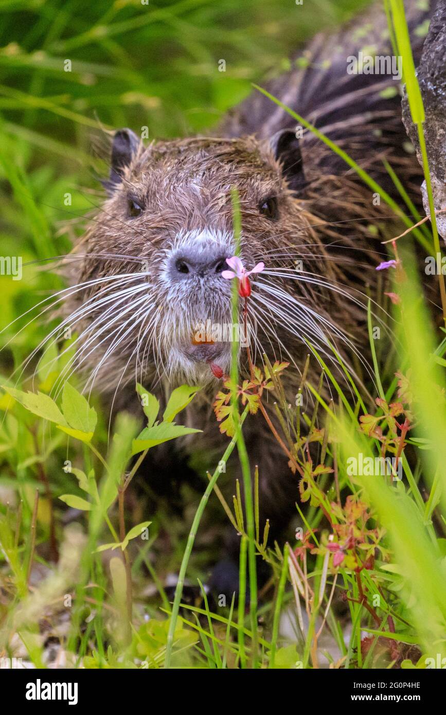 Münster, 2. Juni 2021. Die Coypu-Mutter bleibt in der Nähe, scheint aber die Jungtiere schnell verlassen zu können. Zwei Coypu-Babys, jetzt etwa 6 Wochen alt (auch Nutria- oder Biberratten, Myocastor Coypus) spielen und scheinen das ungewöhnlich warme Wetter zu genießen. Die wilden Tiere erschienen, als eine Mutter ihre Babys zum Teich des Botanischen Gartens Münster brachte, zur Freude der Besucher, aber zur Bestürzung der Mitarbeiter und Gärtner, die sich darüber beschweren, dass die Tiere, Wer nicht bewegt werden kann, knabert sich durch einige der 8,000 Pflanzen-, Gemüse- und Kräuterarten des Gartens, einige davon selten. Stockfoto