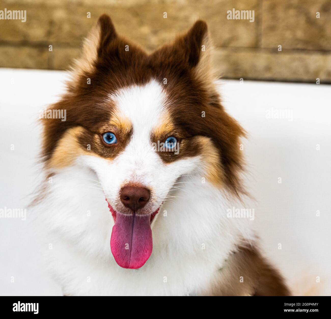 Schöne Brown, Tan und White Pommern und Husky (Pomsky) Mischlingshund. Stockfoto