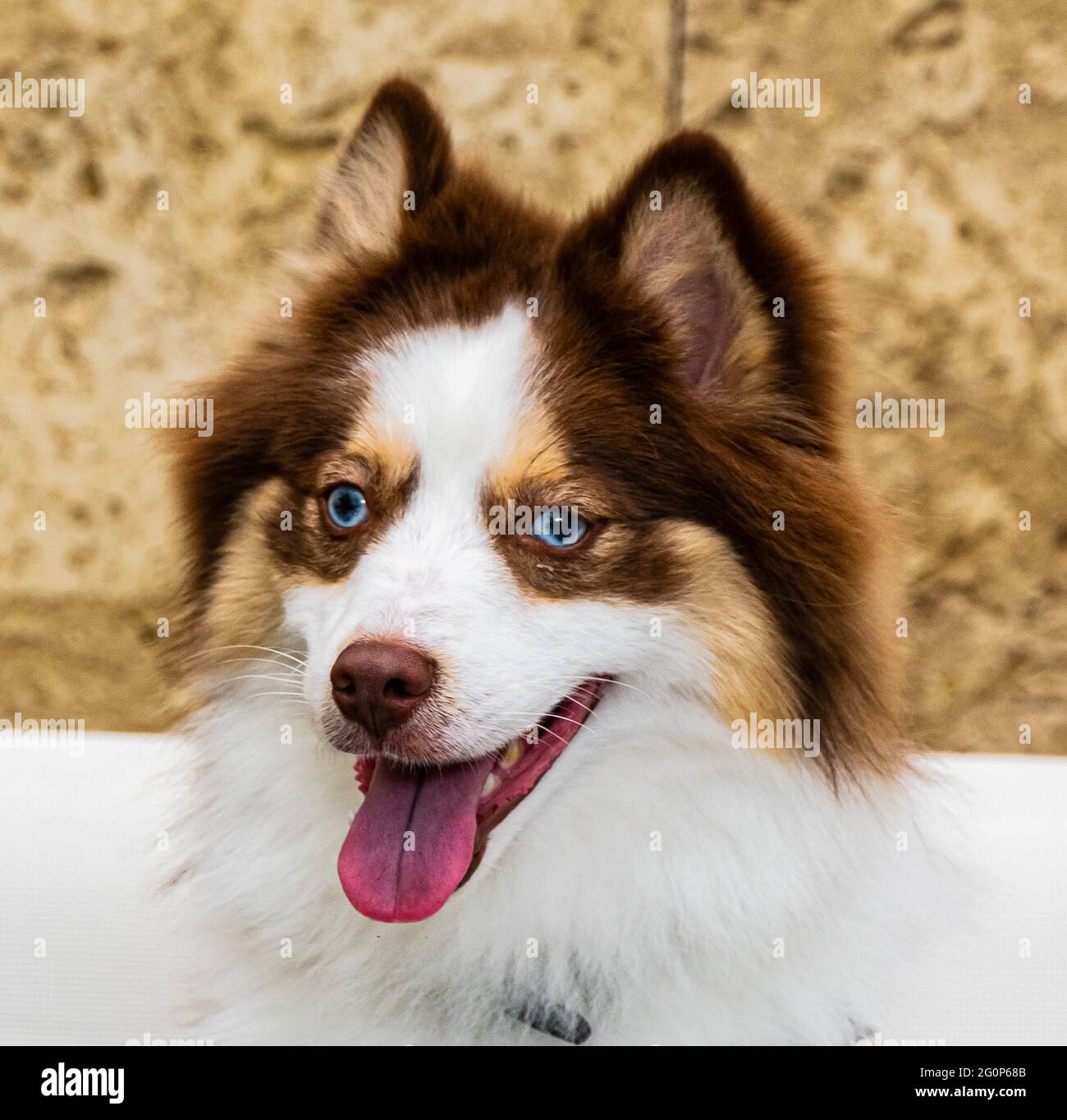 Schöne Brown, Tan und White Pommern und Husky (Pomsky) Mischlingshund. Stockfoto