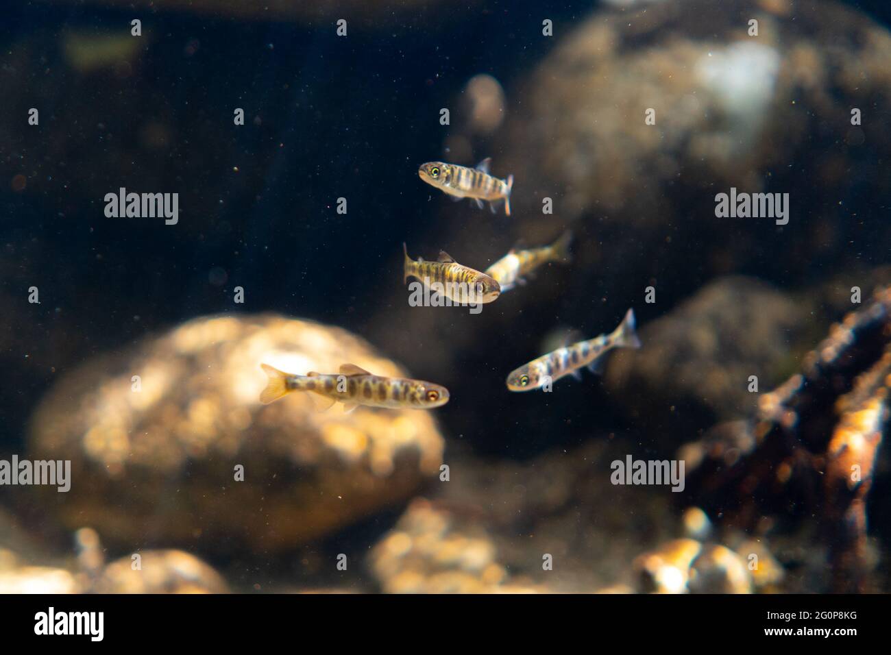 Juveniler Coho-Lachs am Ufer eines Flusses im pazifischen Nordwesten. Stockfoto