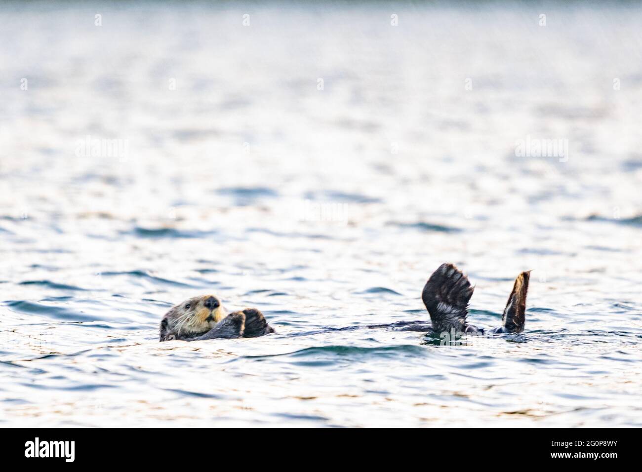 Seeotter, der seine Füße zum Aufwärmen aus dem Wasser stemmt. Stockfoto