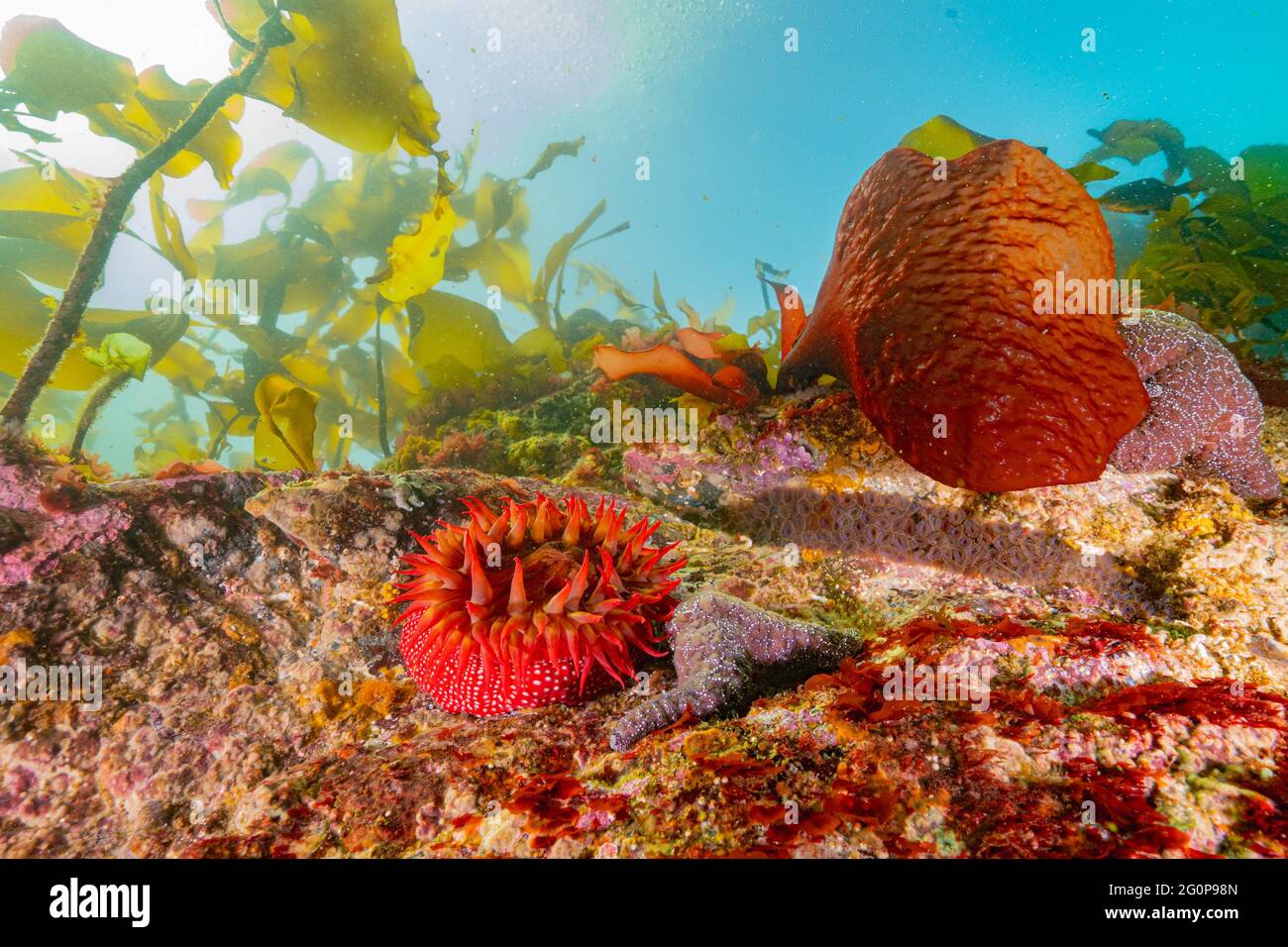Anemone in einem flachen Riff an der pazifischen Nordwestküste Kanadas. Stockfoto