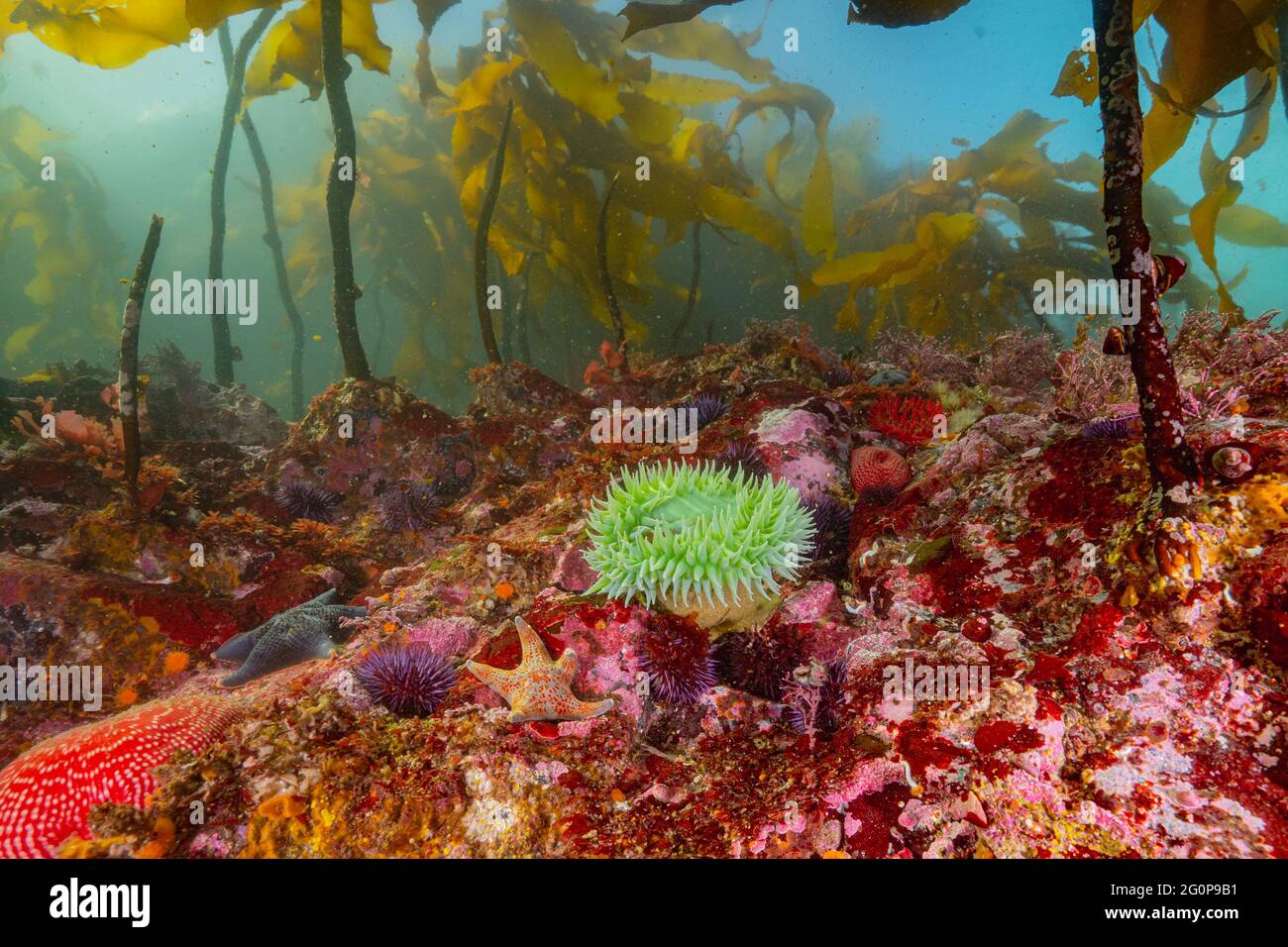 Grüne Anemone, die in einem flachen Riff auf Vancouver Island wächst. Stockfoto