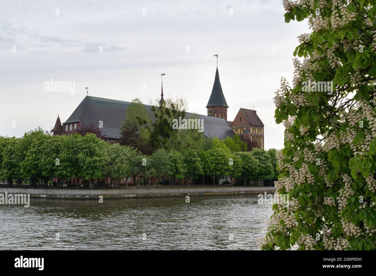 Kathedrale von Konigsberg auf der Kant-Insel (ehemals Kneiphof) des Flusses Pregel (Pregolya) in Kaliningrad, Russland. Stockfoto