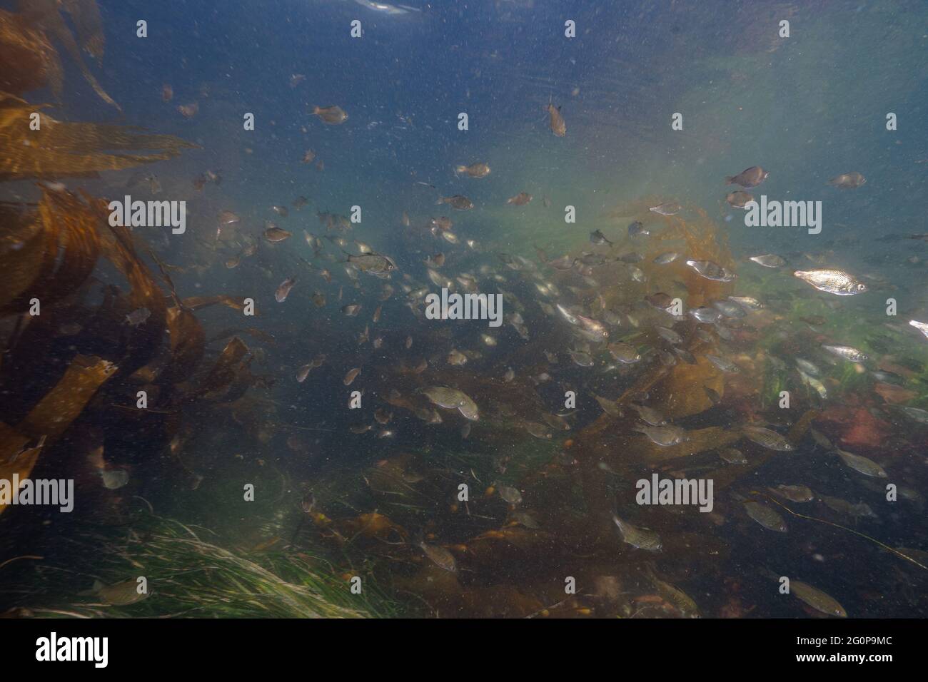 Eine große Schule von Shiner Barsch, die im Kelp-Wald an der Nordwestküste von Vancouver Island schwimmt. Stockfoto