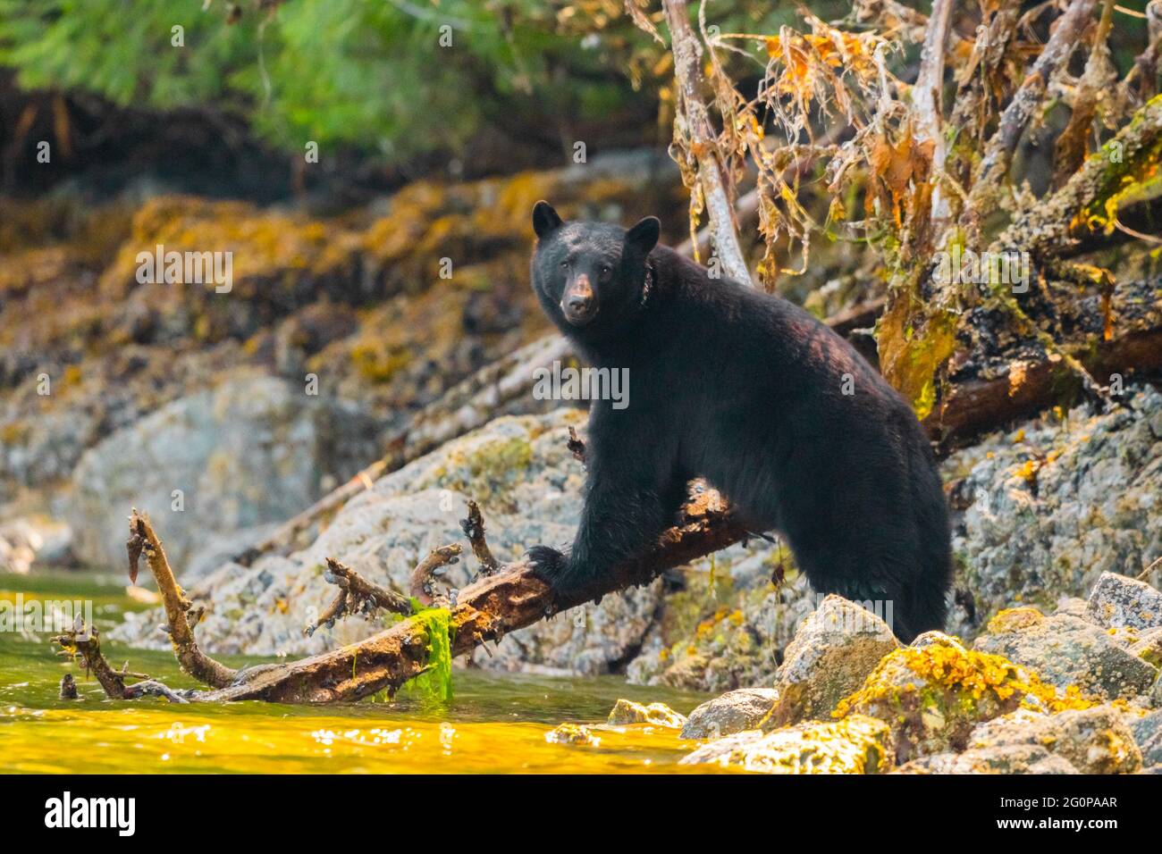 Schwarzbär, der sich in einer Mündung im pazifischen Nordwesten ernährt Stockfoto