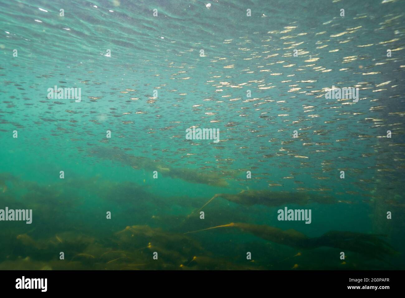 Schule von Chum Lachs, die an einem Kelpwald schwimmt. Stockfoto