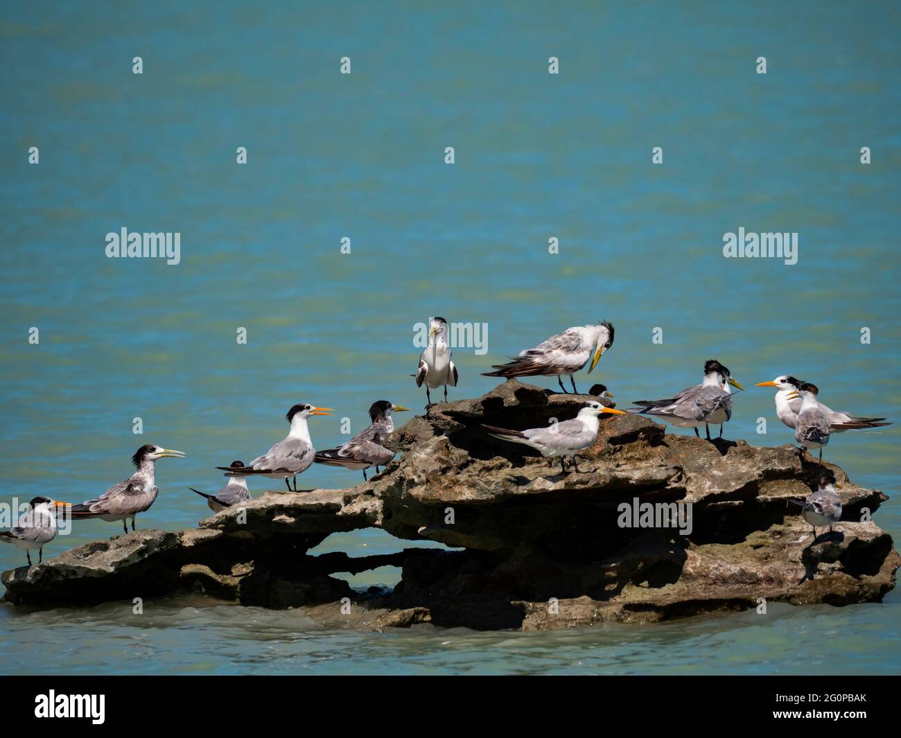 Zwergschwalbenseeschwalbe, Thalasseus bengalensis, steht auf einem Felsen in der Roebuck Bay, Kimberly-Küste, Westaustralien. Stockfoto