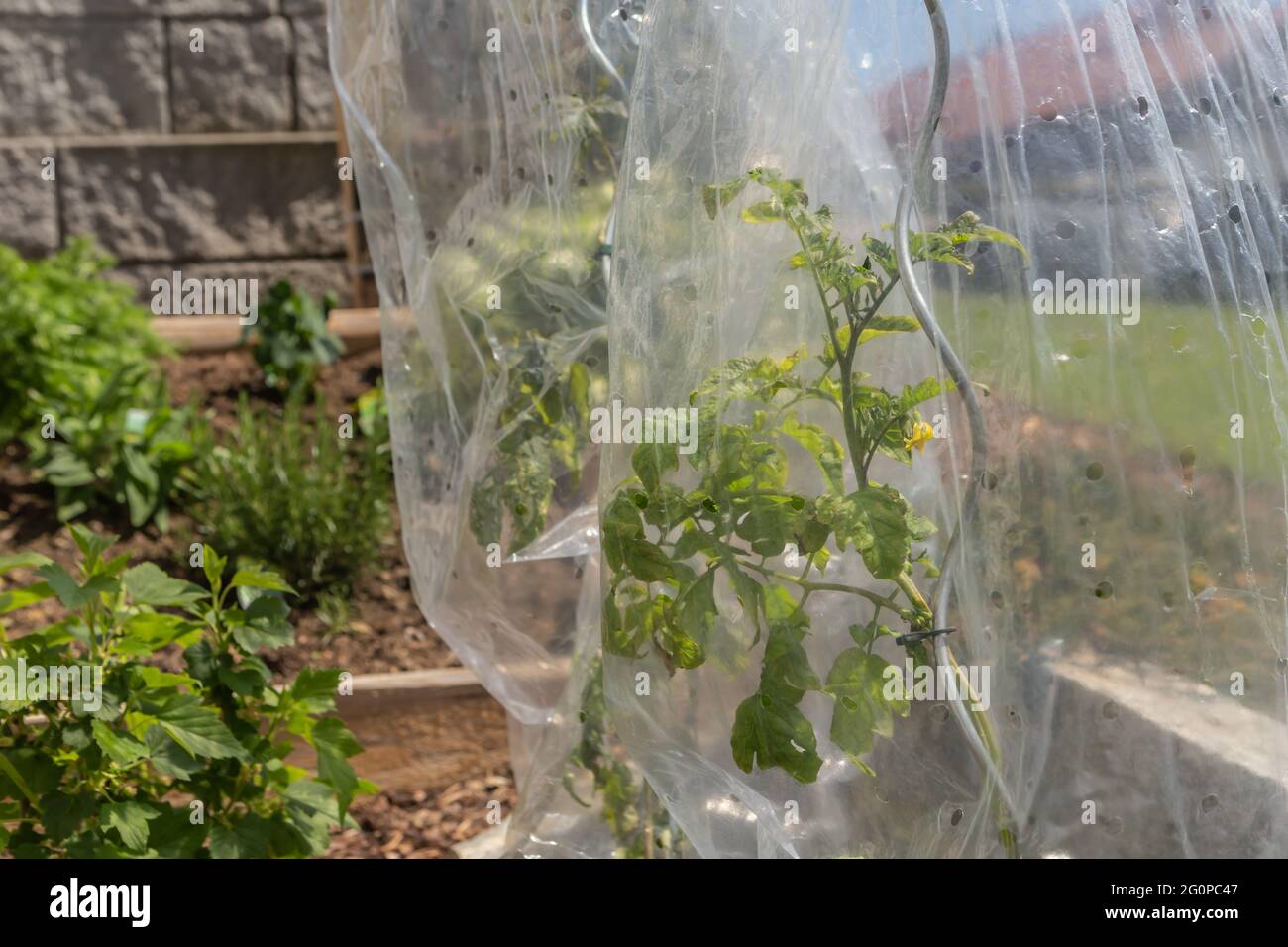 Geschützte Tomaten in einem Gemüsebeet Stockfoto