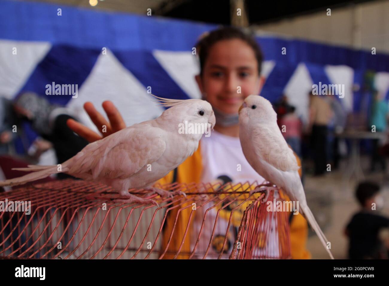 Gaza. Juni 2021. Ein palästinensisches Kind sieht Vögel bei einer Ausstellung für Haustiere in Gaza City am 2. Juni 2021 an. Kredit: Rizek Abdeljawad/Xinhua/Alamy Live Nachrichten Stockfoto