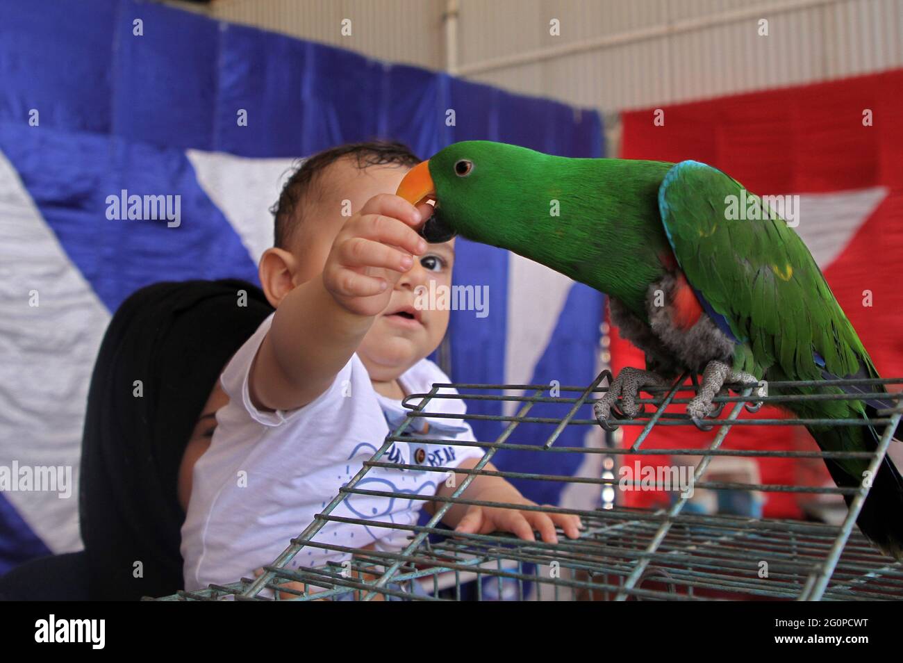 Gaza. Juni 2021. Ein palästinensisches Kind berührt am 2. Juni 2021 bei einer Ausstellung für Haustiere in Gaza-Stadt einen Papagei. Kredit: Rizek Abdeljawad/Xinhua/Alamy Live Nachrichten Stockfoto