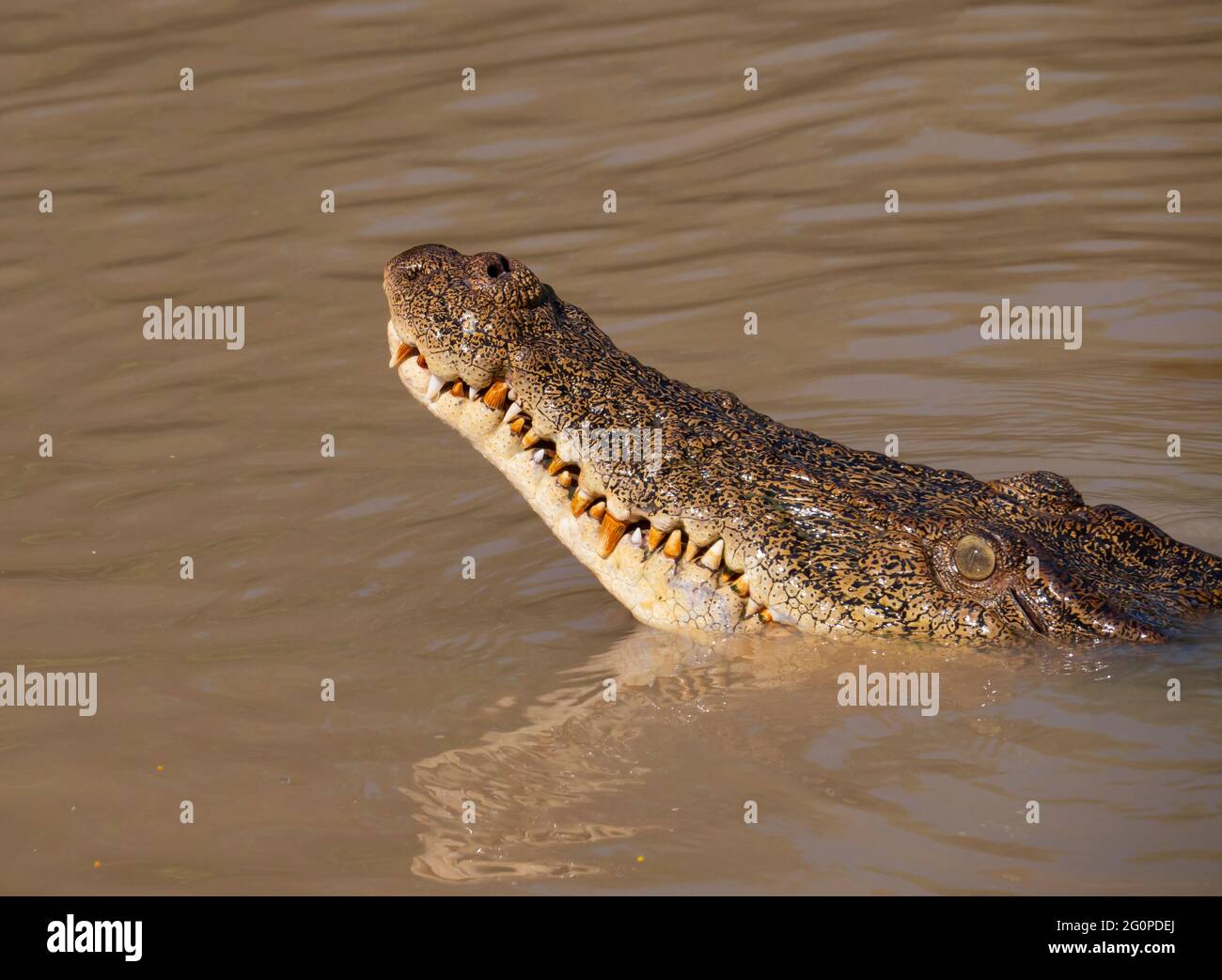 Salzwasser-Krokodil, Crocodylus porosus, Kopf mit Zähnen, auch bekannt als Mündungskrokodil oder Salzie. Stockfoto