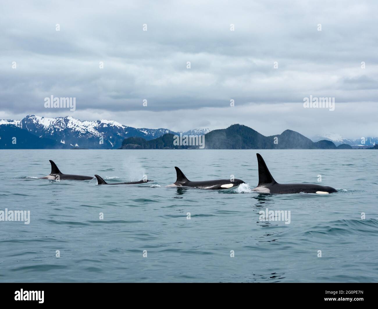 Resident Killer Wal oder Orca, Orcinus Orca der POD AG in der inneren Passage von Southeast Alaska, USA Stockfoto