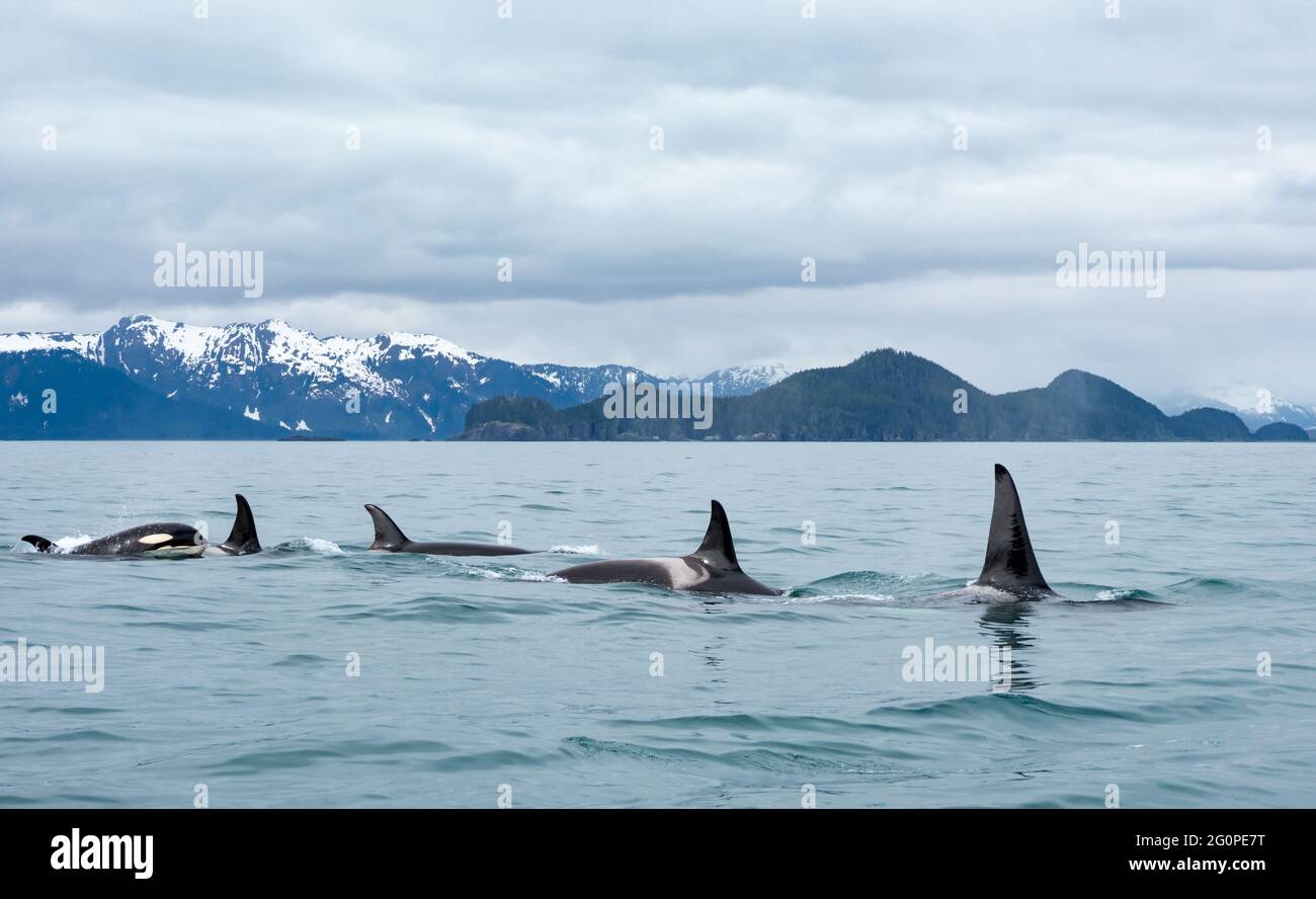 Resident Killer Wal oder Orca, Orcinus Orca der POD AG in der inneren Passage von Southeast Alaska, USA Stockfoto