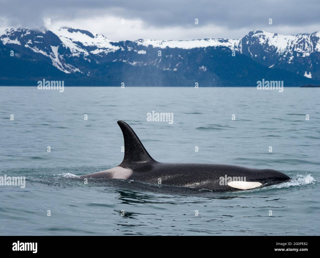 Resident Killer Wal oder Orca, Orcinus Orca der POD AG in der inneren Passage von Southeast Alaska, USA Stockfoto