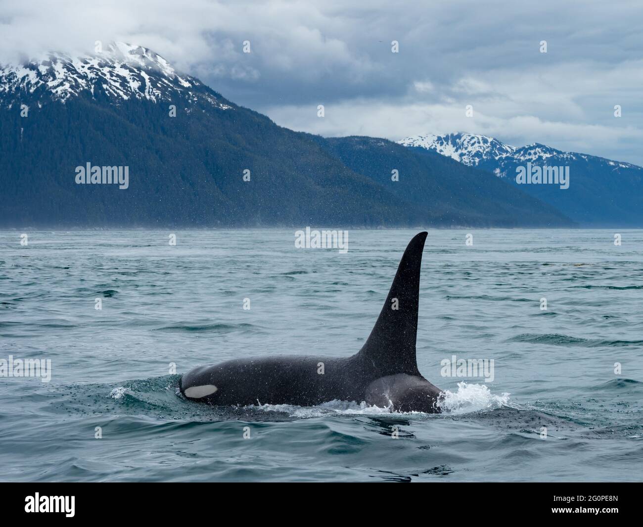 Resident Killer Wal oder Orca, Orcinus Orca der POD AG in der inneren Passage von Southeast Alaska, USA Stockfoto