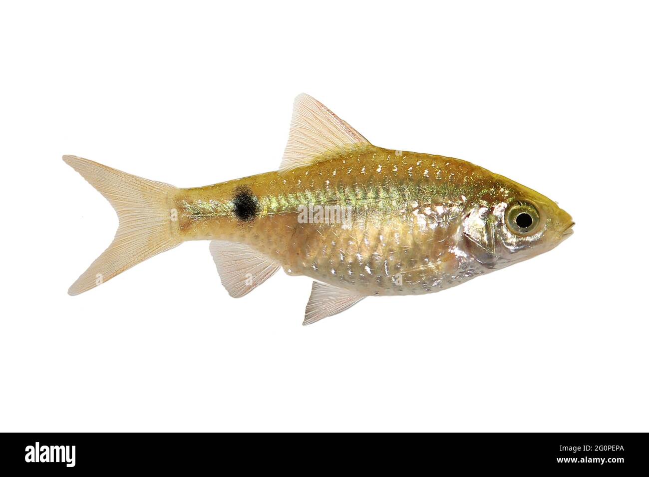 Rosy Barb Rüde Pethia conchonius Süßwasser tropische Aquarienfische Stockfoto