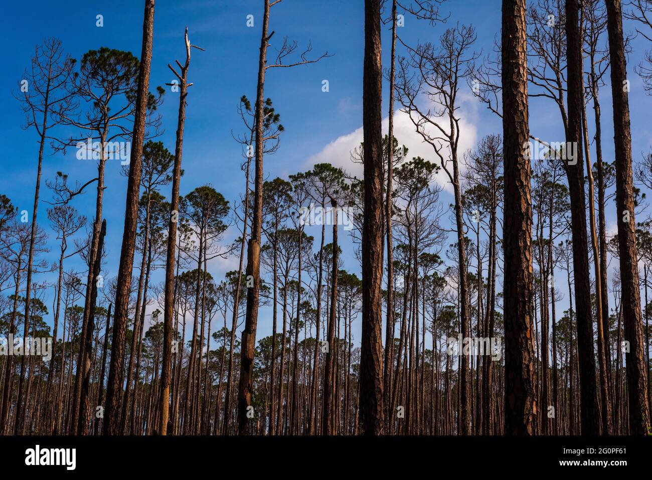 Langblättrige Pinien im Weeks Bay National Estuarine Research Reserve in der Nähe von Fairhope, Alabama, erstrecken sich am 20. Mai 2021 in Richtung Himmel. Stockfoto