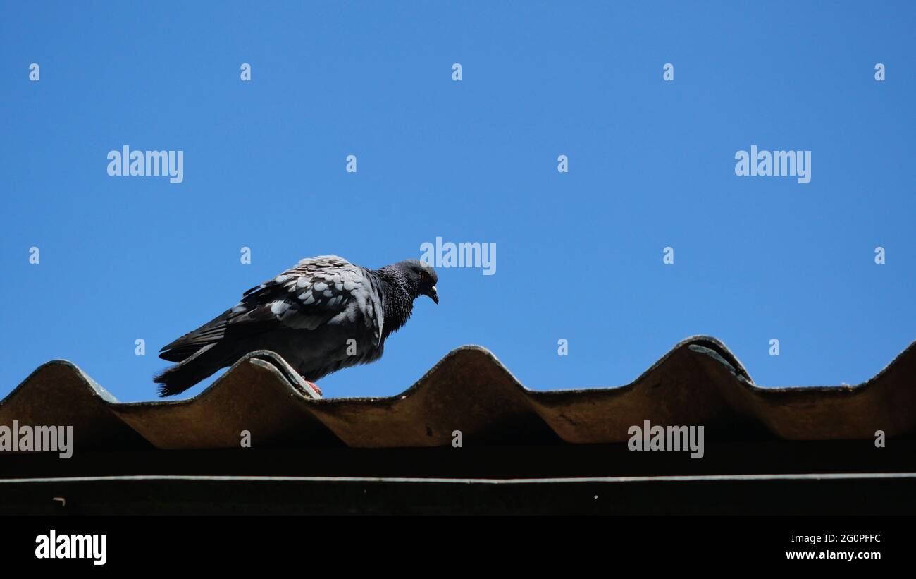 Die Taube, die auf dem Dach des Hauses steht, Taubenvögel mit blauem Himmel im Hintergrund Stockfoto Die Taube, die auf dem Dach des Hauses steht, Taubenvögel mit blauem Himmel im Hintergrund Stockfoto