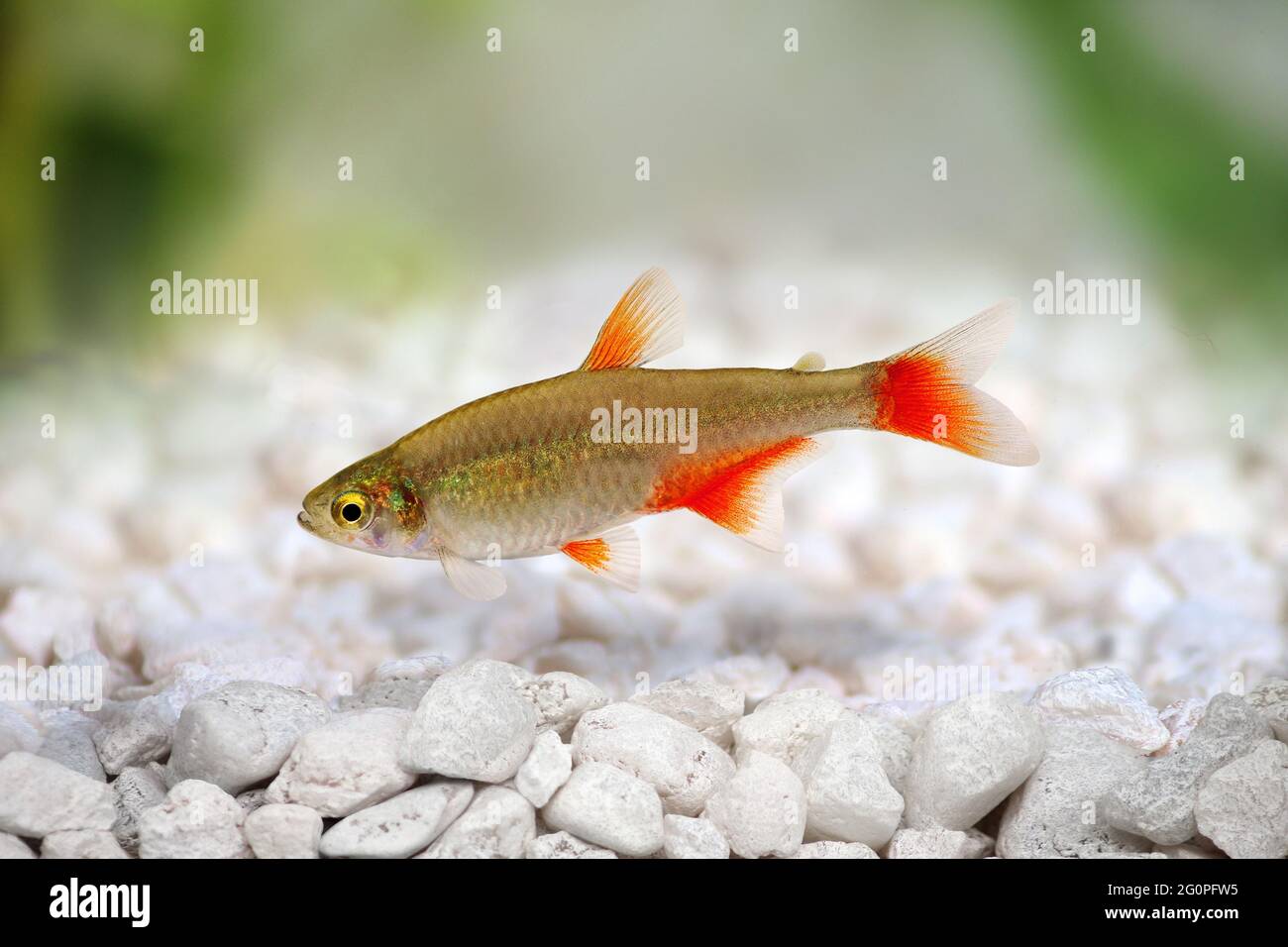 Bloodfin tetra Aphyocharax anisitsi tropischer Aquarienfisch isoliert auf Weiß Stockfoto